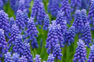 hyacinth-21687_640